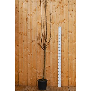 Poirier 'conférence' taille du pot - en pot de 15 litres