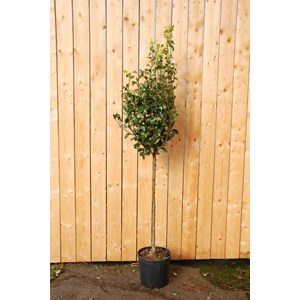 Poirier 'conférence' taille du pot - en pot de 15 litres