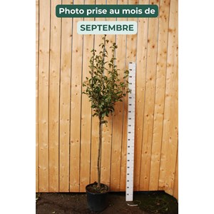 Poirier 'doyenne du comice' taille du pot - en pot de 15 litres