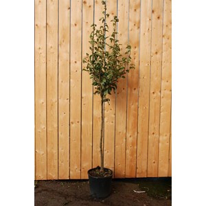 Poirier 'doyenne du comice' taille du pot - en pot de 15 litres