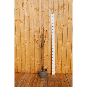 Poirier 'doyenne du comice' taille du pot - en pot de 15 litres