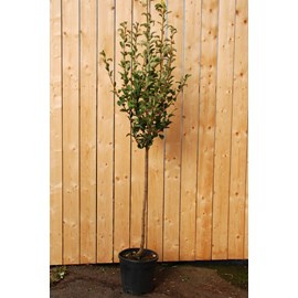 Poirier 'williams' taille du pot - en pot de 15 litres