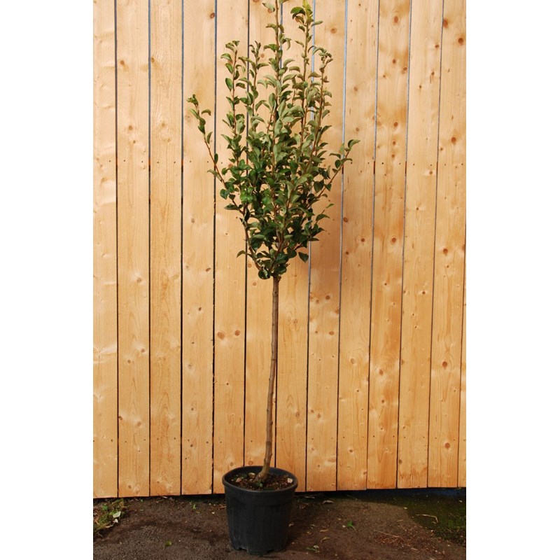 Poirier 'williams' taille du pot - en pot de 15 litres