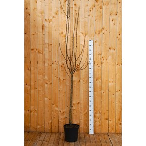 Poirier 'williams' taille du pot - en pot de 15 litres