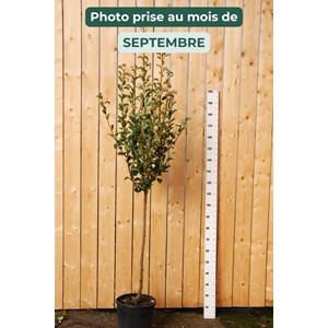 Poirier 'williams' taille du pot - en pot de 15 litres