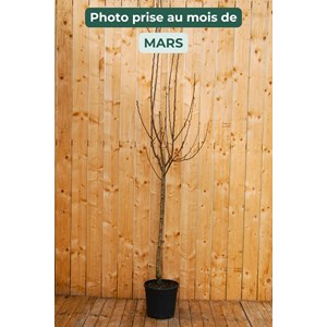 Poirier 'williams' taille du pot - en pot de 15 litres