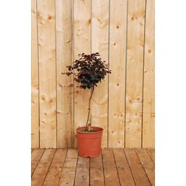 Loropetalum 'black pearl ?' en tige taille du pot - en conteneur (tige 70-80 cm)