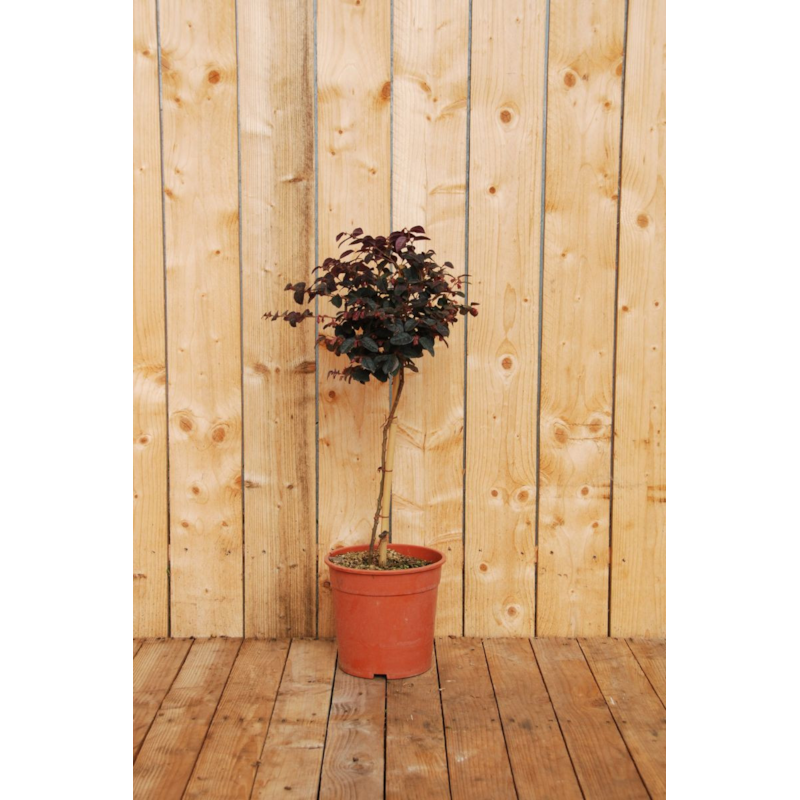 Loropetalum 'black pearl ?' en tige taille du pot - en conteneur (tige 70-80 cm)