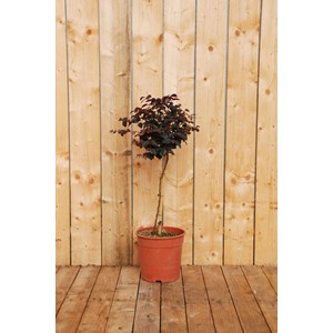 Loropetalum 'black pearl ?' en tige taille du pot - en conteneur (tige 70-80 cm)