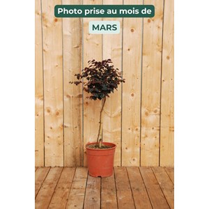 Loropetalum 'black pearl ?' en tige taille du pot - en conteneur (tige 70-80 cm)