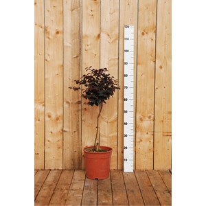 Loropetalum 'black pearl ?' en tige taille du pot - en conteneur (tige 70-80 cm)