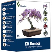 Nopalia® kit bonsaï bio prêt à pousser