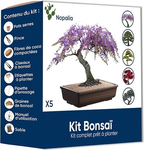 Nopalia® kit bonsaï bio prêt à pousser