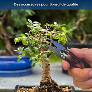 Nopalia® kit bonsaï bio prêt à pousser