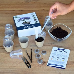 Nopalia® kit bonsaï bio prêt à pousser