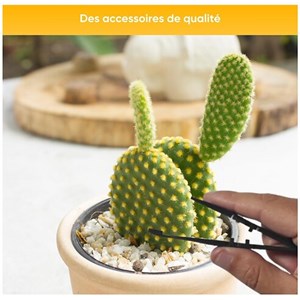 Nopalia® kit cactus prémium - mini kit à faire pousser