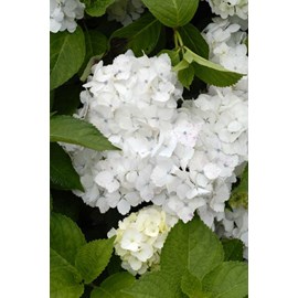 Hortensia 'mme mouillère' taille du pot - en pot de 2 litres