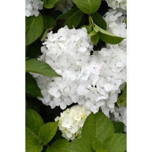 Hortensia 'mme mouillère' taille du pot - en pot de 2 litres