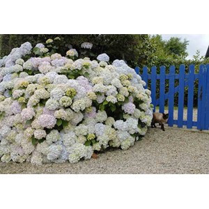 Hortensia 'mme mouillère' taille du pot - en pot de 2 litres