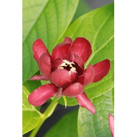 Arbre aux anémones 'aphrodite' ? Taille du pot - en pot de 7.5 litres