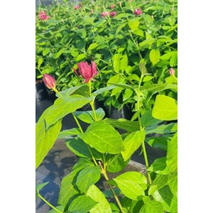 Arbre aux anémones 'aphrodite' ? Taille du pot - en pot de 7.5 litres