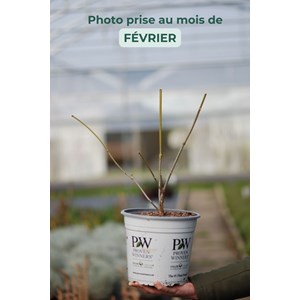 Arbre aux anémones 'aphrodite' ? Taille du pot - en pot de 7.5 litres