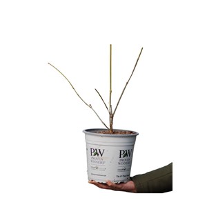 Arbre aux anémones 'aphrodite' ? Taille du pot - en pot de 7.5 litres