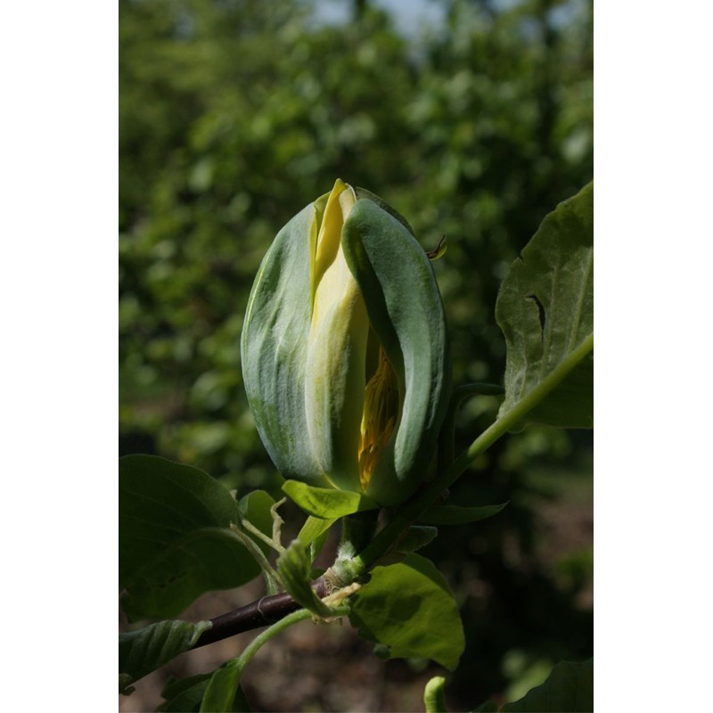 Magnolia 'blue opal' taille du pot - en pot de 12 litres