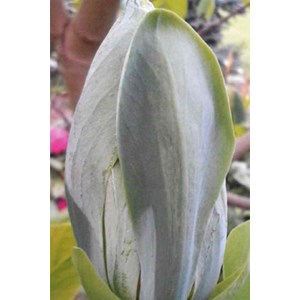 Magnolia 'blue opal' taille du pot - en pot de 12 litres