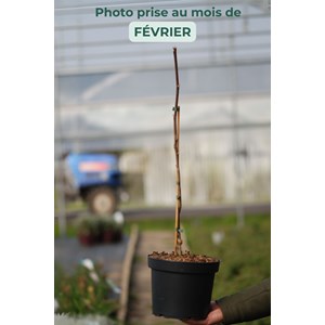 Magnolia 'blue opal' taille du pot - en pot de 12 litres