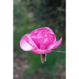 Magnolia 'genie' taille du pot - en pot de 5 litres