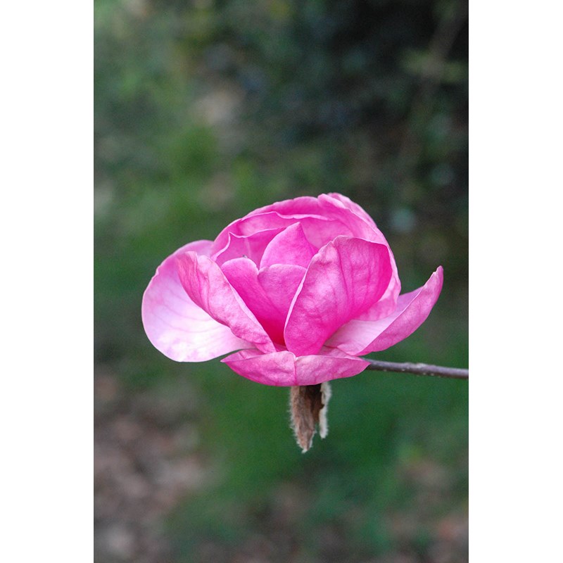 Magnolia 'genie' taille du pot - en pot de 5 litres