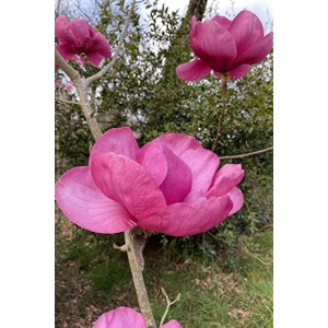Magnolia 'genie' taille du pot - en pot de 5 litres