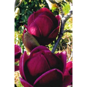 Magnolia 'genie' taille du pot - en pot de 5 litres