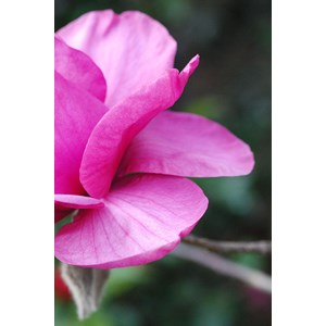 Magnolia 'genie' taille du pot - en pot de 5 litres