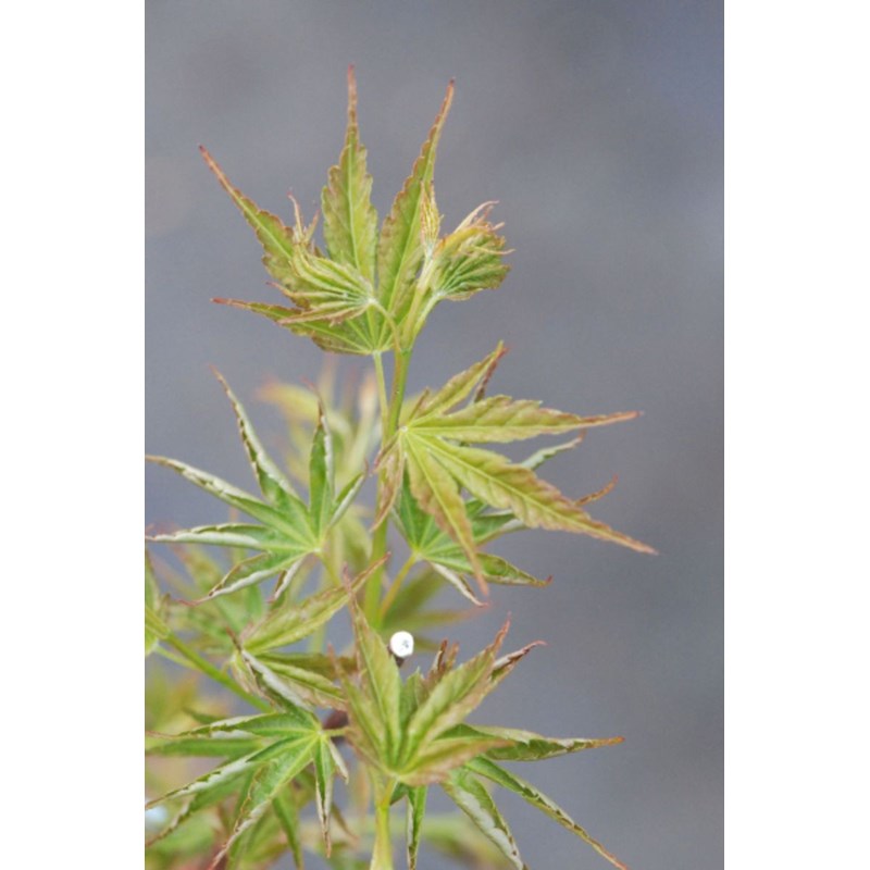 Erable du japon 'okushimo' taille du pot - en pot de 2 litres