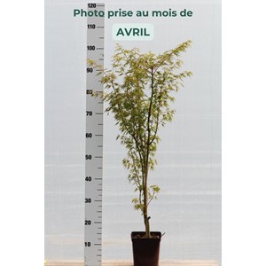Erable du japon 'okushimo' taille du pot - en pot de 2 litres