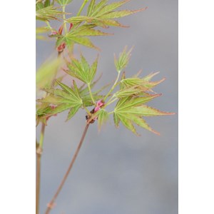Erable du japon 'okushimo' taille du pot - en pot de 2 litres