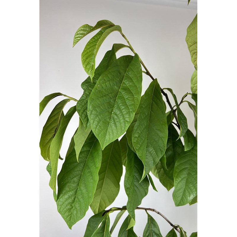 Roué Pépinières - Asiminier shenandoah ? Peterson pawpaws ? Taille du pot - en pot de 5 litres