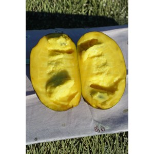 Asiminier shenandoah ? Peterson pawpaws ? Taille du pot - en pot de 5 litres