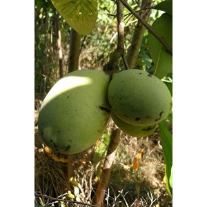 Asiminier shenandoah ? Peterson pawpaws ? Taille du pot - en pot de 5 litres