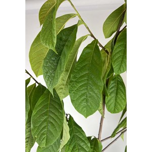 Asiminier shenandoah ? Peterson pawpaws ? Taille du pot - en pot de 5 litres