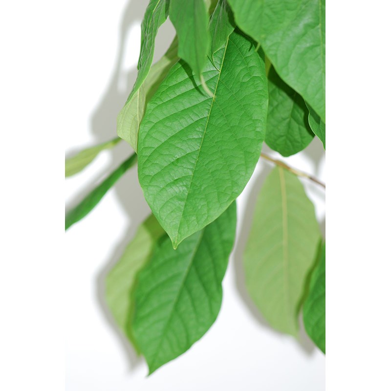 Roué Pépinières - Asiminier 'tallahatchie peterson pawpaw' ? Taille du pot - en pot de 5 litres