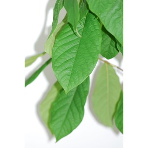 Asiminier 'tallahatchie peterson pawpaw' ? Taille du pot - en pot de 5 litres