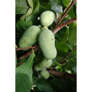 Asiminier 'tallahatchie peterson pawpaw' ? Taille du pot - en pot de 5 litres