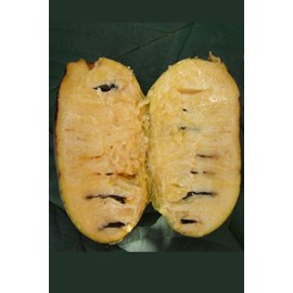 Asiminier susquehanna ? Pawpaws ? Taille du pot - en pot de 5 litres