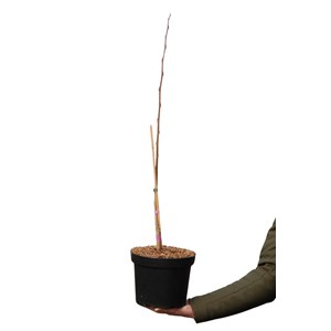 Asiminier susquehanna ? Pawpaws ? Taille du pot - en pot de 5 litres