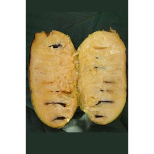 Asiminier susquehanna ? Pawpaws ? Taille du pot - en pot de 5 litres