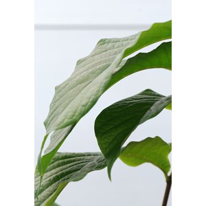 Asiminier susquehanna ? Pawpaws ? Taille du pot - en pot de 5 litres