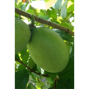 Asiminier susquehanna ? Pawpaws ? Taille du pot - en pot de 5 litres